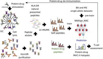 Immunopeptidomic Data Integration to Artificial Neural Networks Enhances Protein-Drug Immunogenicity Prediction